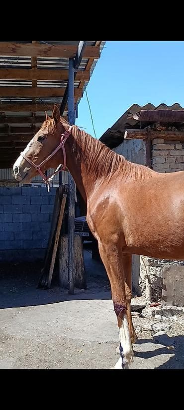 уй сатылат бишкек 2022: Сатам | Байтал | Жумушка — 5