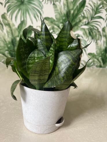 ПродамСансевьера -комнатное растение
Можно договориться