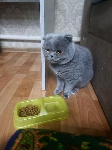мышык сатам: Мышык бекер берилет: Скотиш Фолд (Шотландиялык шалпаң кулак), 2 жаш, Эркек — 2