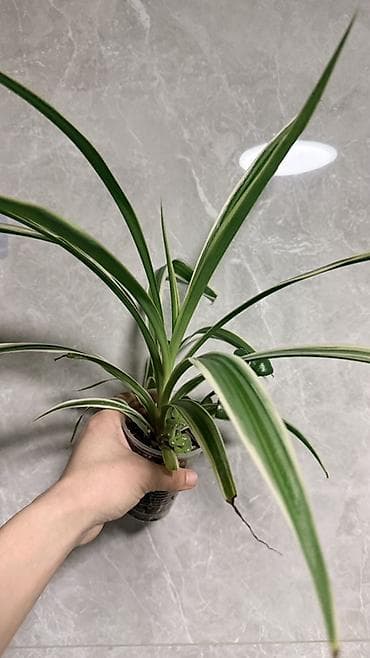 хлорофил: Монстера Адансона Альба 700, 1200, 1500с — 4