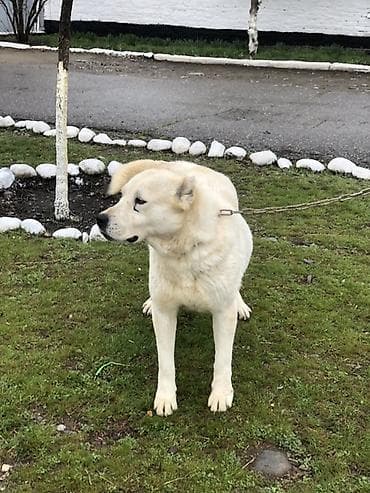 собаки немецкая овчарка: Среднеазиатская овчарка (Алабай), кобель, кремово-белый окрас. - — 3