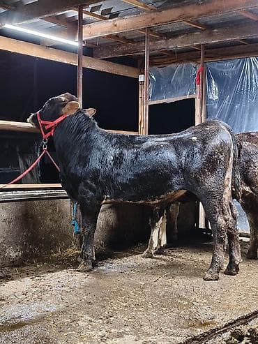 герефорд бык: Продаю | Бык (самец) — 2