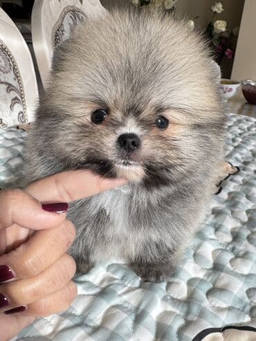 акустические системы rapoo колонка в виде собак: Шпиц, 1 месяц, Самец, С родословной — 2