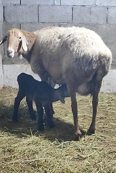 Баран, овца: Продаю | Овца (самка) | Арашан | Для разведения | Матка — 1