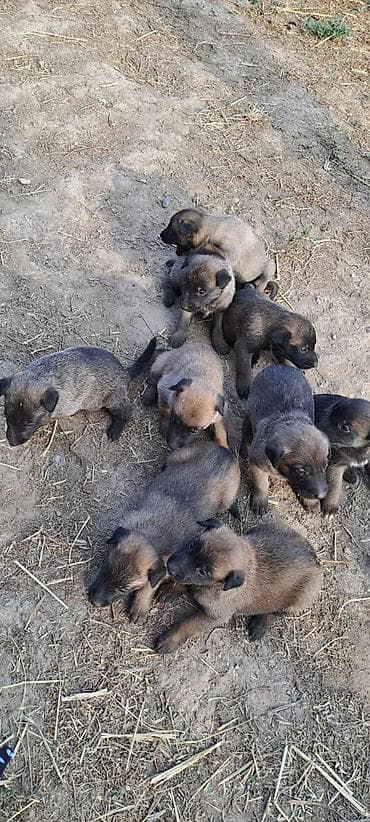 Продажа собак: Бельгийская овчарка, 1 месяц, Самец, С родословной — 1