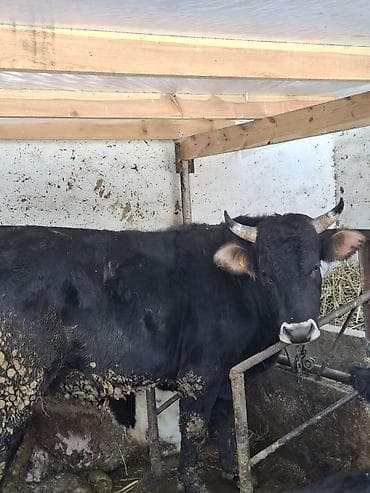 Продаю | Бык (самец) | На откорм | Привязанные at lalafo.kg Продаю | Бык (самец) | На откорм | Привязанные