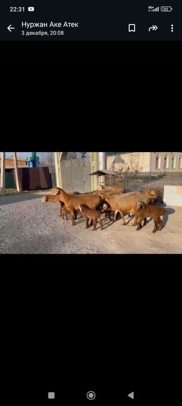 сх животные и товары: Продаю | Овца (самка) | Для разведения | Ягнившаяся — 9