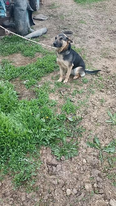 где можно купить кошку в бишкеке: Немецкая овчарка, дворняжного типа (черно-подпалый окрас), на привязи — 1