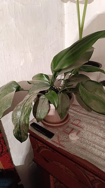 кактус гулу: Комнатные растения в горшках: 1) Кротон (Codiaeum variegatum) - — 9