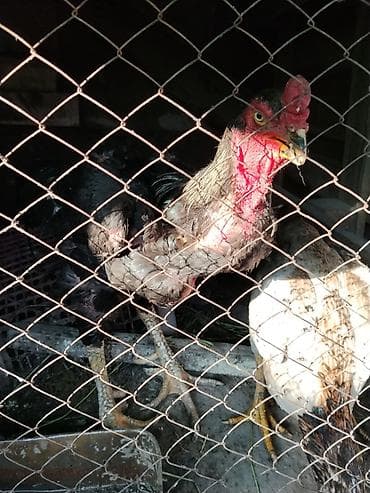 куплю сетку: Продаю | Петух | Бойцовая | Для разведения — 4