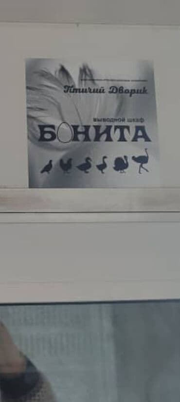 купить несушек курей: Инкубатор для яиц 220в. 2 больших шкафа . основной и — 10