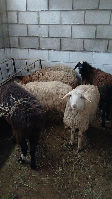 Зоотовары: Продаю | Овца (самка) | Для разведения — 3