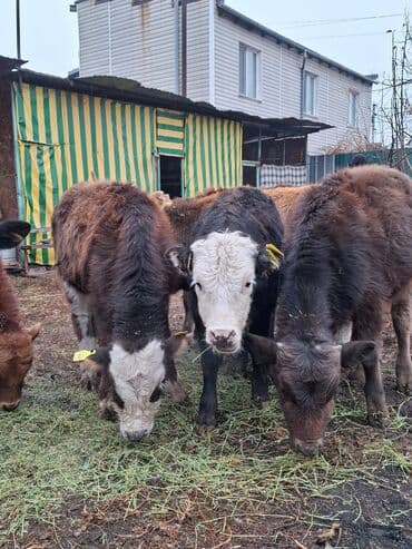 купить бычков оптом: Продаю | Музоо, торпок | Полукровка | На откорм — 2