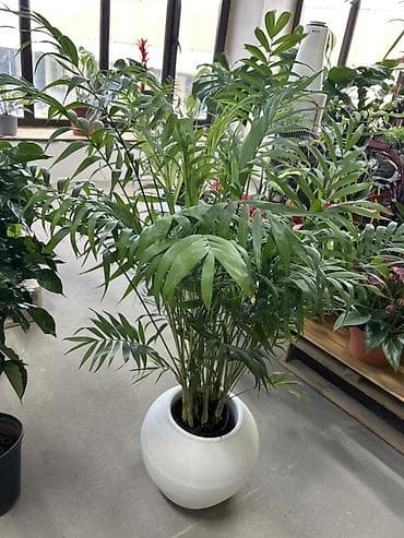 Пальмалар: Хамедорея (Chamaedorea elegans, «бамбуковая пальма») в декоративном — 2