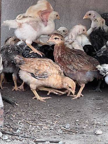 аары ящик: Сатам | Балапандар | Үй, Леггорн | Союуга — 3