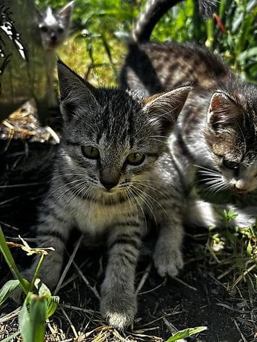 собаки мальтипу: 2 месяца, Девочка, Приучена к лотку — 3