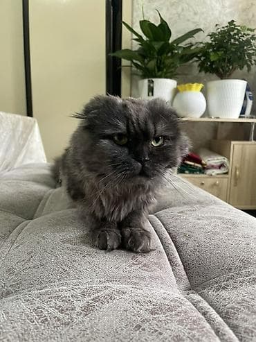 кот сфинкс: Шотландская вислоухая кошка, окрас дымчатый (графитовый). Пушистая — 2