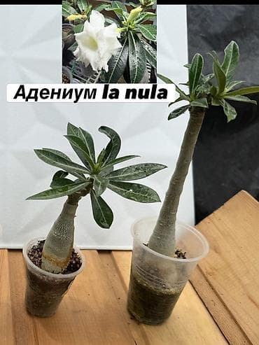 Дом и сад: Адениум обессум сортовые, с цветами и бутонами. Доступные сорта: - — 4
