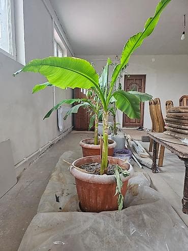 фикус тинеке: Банановые растения (Musa spp.) в крупных горшках — 3