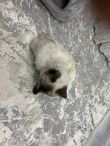 Продажа кошек: Рэгдолл, 1 год, Девочка, Биколор, Приучена к лотку — 5