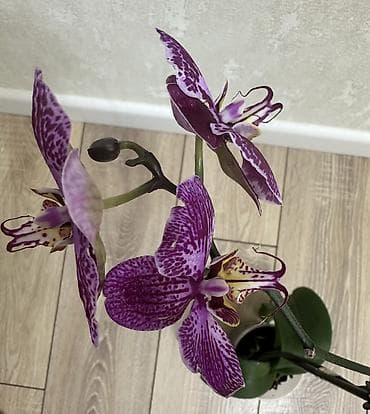 Комнатные розы: Домашняя Орхидея Голландская Phalaenopsis насыщенно-фиолетовая — 6