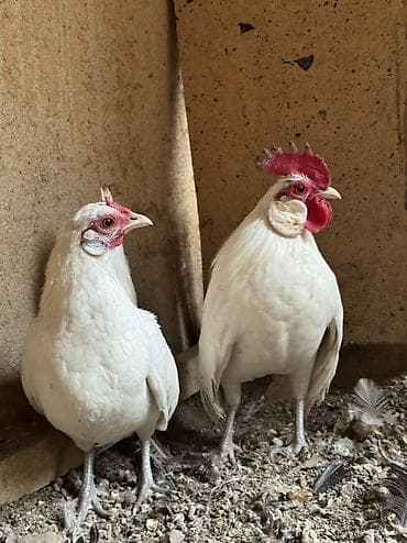 Ветеринар кызматы: Сатам | Короздор, Тооктор — 3