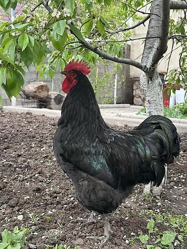 куры цыплята: Продаю | Петух | Для разведения — 9