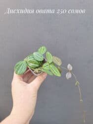 живые растения в аквариум купить: ● Комнатные растения (укоренённые черенки, молодые растения, взрослые — 20