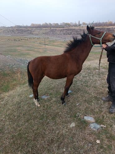 сколько стоит лабрадор щенок: Сатам | Тай | Жумушка — 4