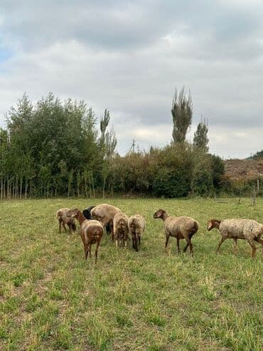 продам козу дойную: Продаю | Овца (самка) | Для разведения | Ярка — 9