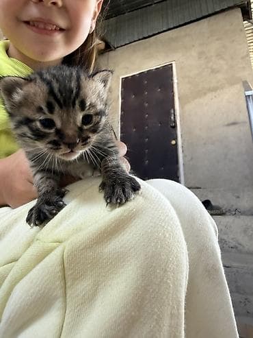 мышык ош: Котёнок тигрового окраса. Мама котёнка наполовину Шотланка на половину — 2