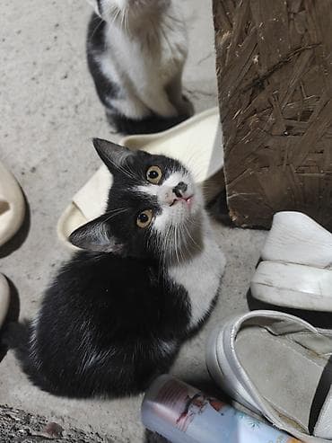 ящик аары: Котята, домашние любимцы. жалко их выбрасывать . поэтому если есть — 10