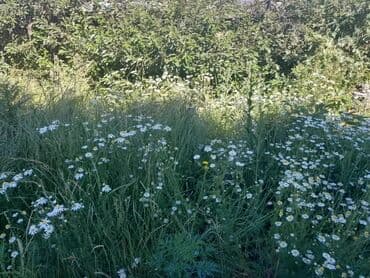 продаю дом село арашан: Дом, 75 м², 5 комнат — 31