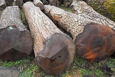 куплю лесу: Дрова и деловая древесина (брёвна) - Породы: на фото — крупномерные — 1