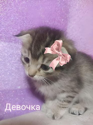 Скотиш Фолд (Шотландская вислоухая), 1 месяц, Девочка, Метис, Приучена к лотку