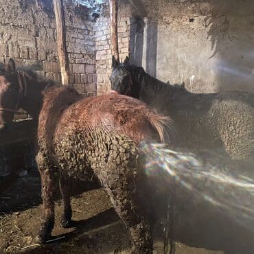 собака дом: Продаю | Кобыла (самка) | Рабочий — 1