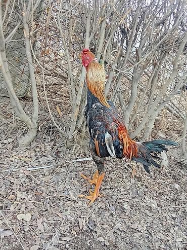 Продаю | Петух | Бойцовая | Для боев