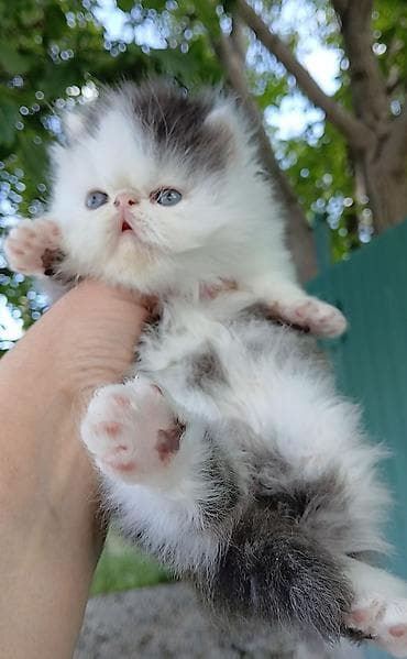кошка мышык: Эксклюзив ! Настрящий персидский котёноккоторый может быть — 1