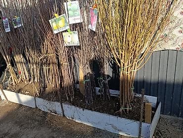 ежевика блек джем: Саженцы плодовых деревьев (осенне-весенняя посадка) Ассортимент по — 1