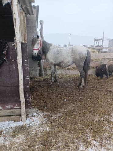 кой союп: Сатам | Жылкы (эркек) | Жумушка — 3