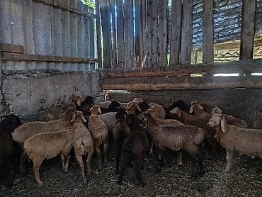 парода эчки: Продаю | Ягненок | Для разведения — 1