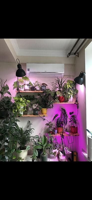 Сейфтер: Настольная/ настенная лампа б/у. Модель : Терция. Производство / IKEA — 3