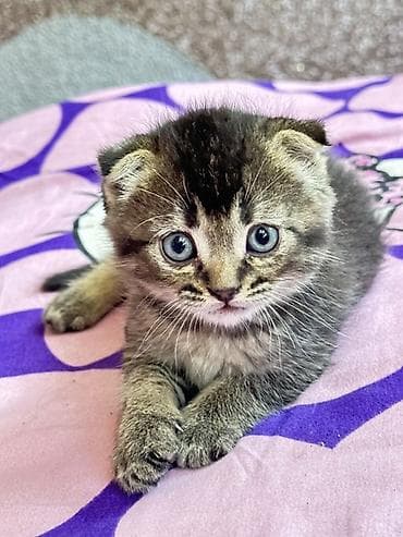скот лошади: Шотландский вислоухий котёнок (Scottish Fold) - Окрас: тёмный табби с — 4