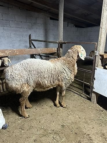 Продаю | Баран (самец) | Арашан | Для разведения | Матка