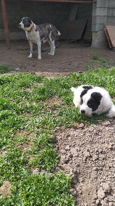 кролики в тюпе: Щенки по15 000 т.с обр по вотсап номеру — 3