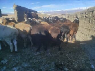 Продаю | Баран (самец) | Гиссарская | На забой | Кастрированные