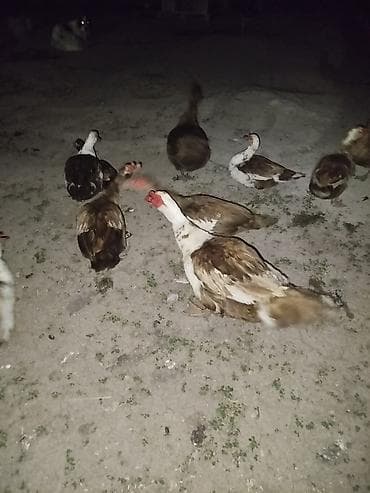 продажа утят: Мускусные утки (индоутки) и инкубационные яйца - Порода Яйцо — 5