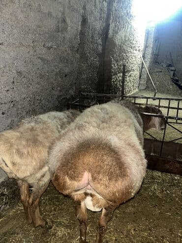 собаки охота: Продаю | Баран (самец) | Гиссарская, Арашан | Для разведения | Осеменитель, Племенные — 9