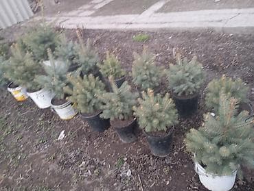 пихта саженцы: Ели голубые (Picea pungens glauca) в контейнерах - Компактные саженцы — 1