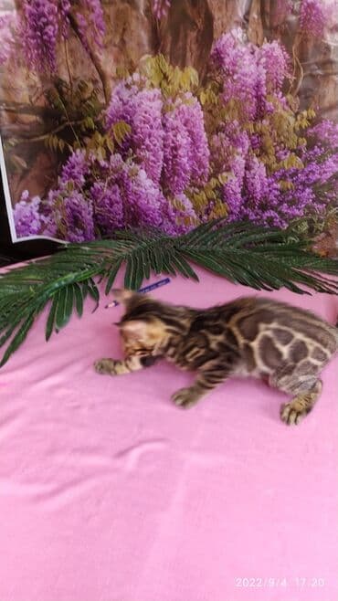 бенгальский леопардовый кот: Красивейшие Бенгальские котята с огромными розетками. Проф питомник — 11